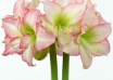 hippeastrum Double Record (1)